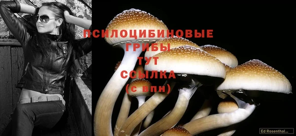 эйфоретик Алзамай